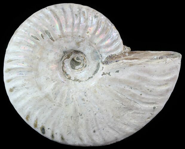 Silver Iridescent Ammonite - Madagascar #51500